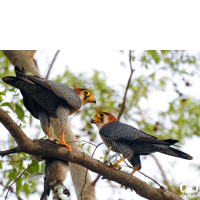 گونه شاهین سرحنایی Red-necked Falcon